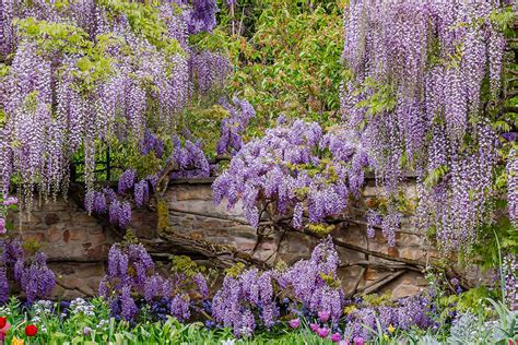 How To Grow And Care For Wisteria Gardeners Path