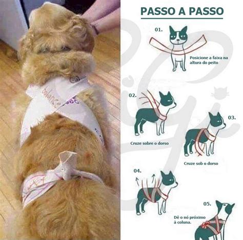 Dicas para proteger seu cachorro do barulho dos fogos de artifício