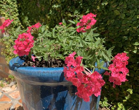 Clusters Of Vivid Pink Flowers On A Bright Blue Pot Flickr