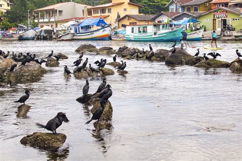 Florianopolis Brazil January Houses Birds And Rocks On