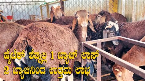 Profitable Fattening Sheep For Meat Kenguri Sheep Farming For Mutton