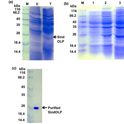 Sds Page Analysis Of Recombinant Sindolp Overexpressed In E Coli Bl