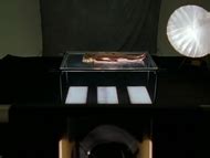 Naked Julia Cencig in Kommissar Rex Der schöne Tod