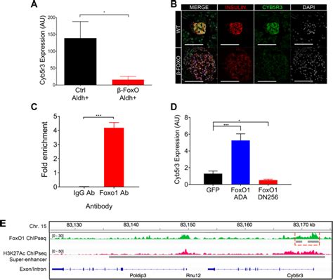 Cyb R Links Foxo Dependent Mitochondrial Dysfunction With Cell