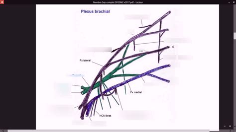 UE1 Anatomie Plexus Brachial 2 Diagram Quizlet