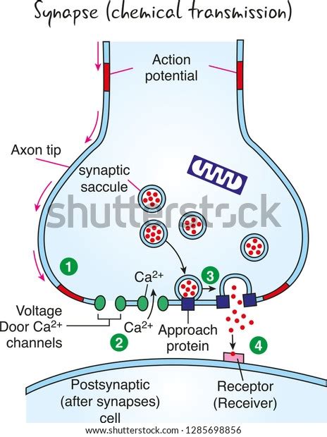 Synapse Transmission Diagrams Labeled