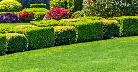 Bush Trimming: How to Trim, Prune and Care for Shrubs - Helveta