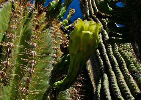 Scottsdale Daily Photo: Photo: Saguaro Cactus Blossom in Bloom