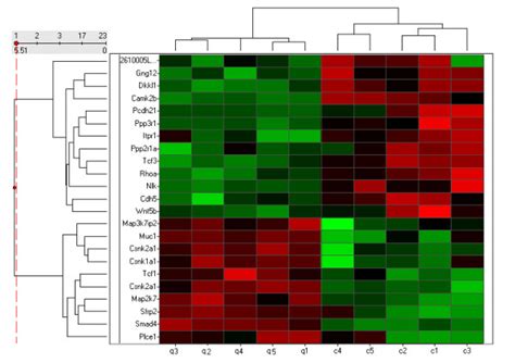 Hierarchical Clustering And Heat Map Of Differentially Expressed Wnt