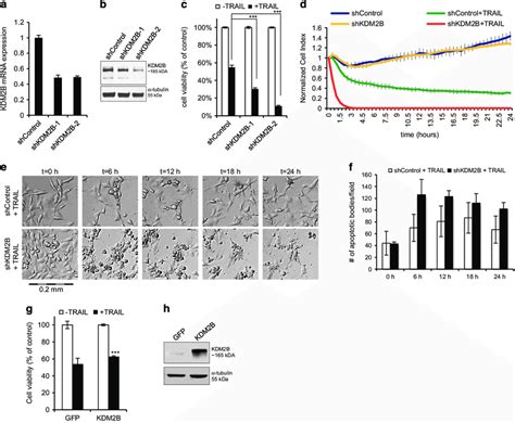 Loss Of Kdm2b Sensitizes Gbm Cells To Trail A Expression Analysis Of Download Scientific