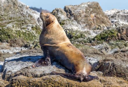 Steller Sea Lion l Riveting Predator - Our Breathing Planet