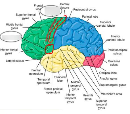 frontal lobe Diagram | Quizlet