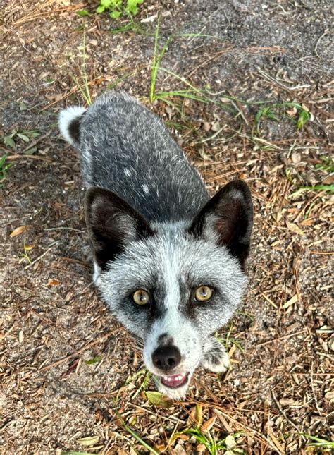 Saveafox - Good morning Guy Fawkes! You’re looking foxy today! Show us