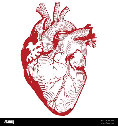 Anatomical Medical Illustration Human Heart Organ Illustration Stock