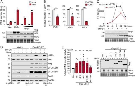 Signaling From The Rna Sensor Rig I Is Regulated By Ufmylation Pnas