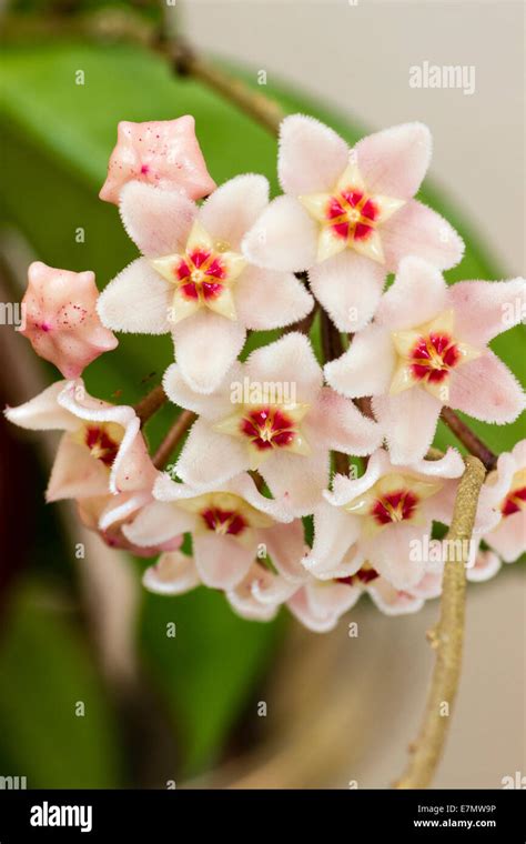 Flowers of the wax plant, Hoya carnosa Stock Photo - Alamy