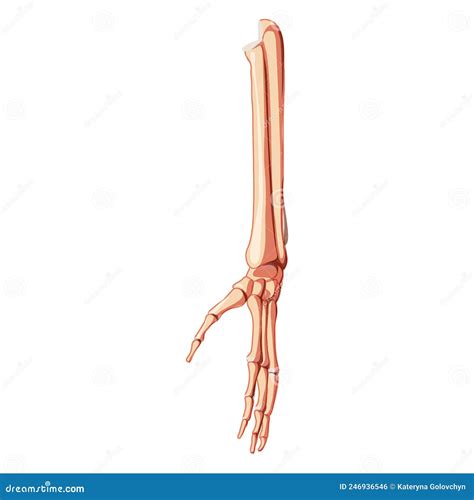 Ulna X Ray Front Or Anterior View Osteology Of The Human Skeleton Arm