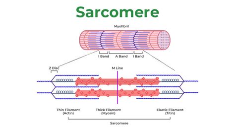 Mechanism Of Muscle Contraction Cbse Class