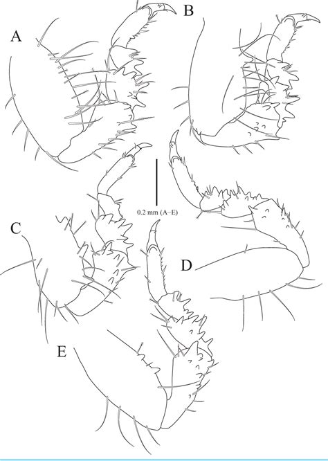 Figure From Two New Temporary Ectoparasitic Isopods Cymothoida