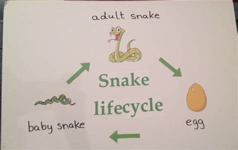 Life Cycle Of A Corn Snake