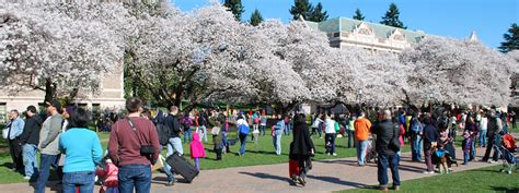 Cherry Blossoms at the University of Washington