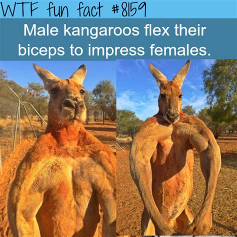 male kangaroos flexing their muscles : r/Damnthatsinteresting