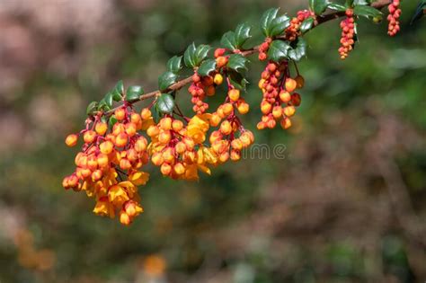 Darwins Barberry (berberis Darwinii) Flowers Stock Photo - Image of close, blooming: 269994412