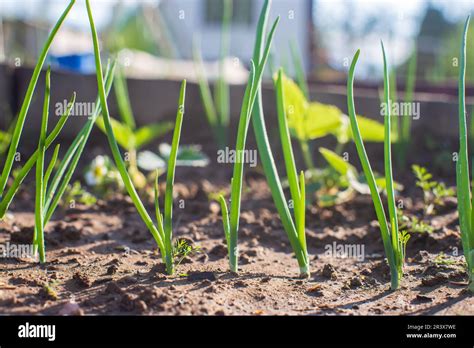 Les Cultures D Oignons Plant Es Dans Le Sol Deviennent M Res Sous Le