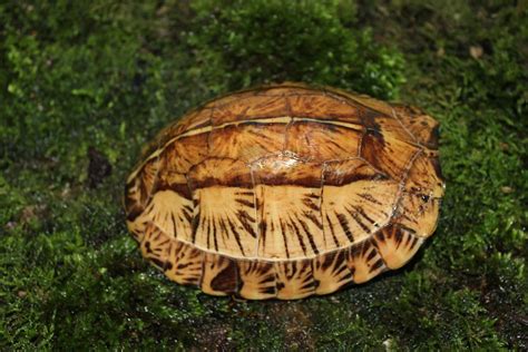 Cuora Galbinifrons Turtle Sanctuary Conservation Center