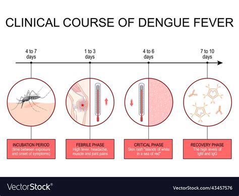 Dengue Fever Clinical Course Infographics Vector Image