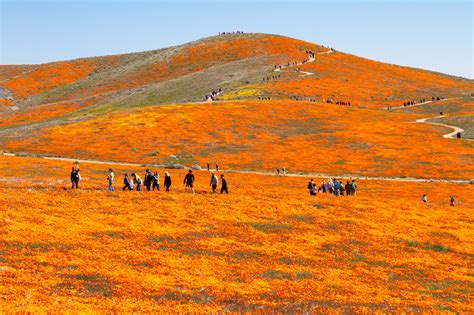 Everything You Need To Know Before Heading To The Antelope Valley Poppy