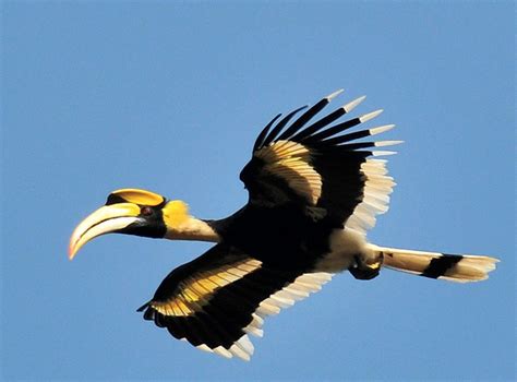 Malaysia – hornbill habitats – Let's Travel Mag