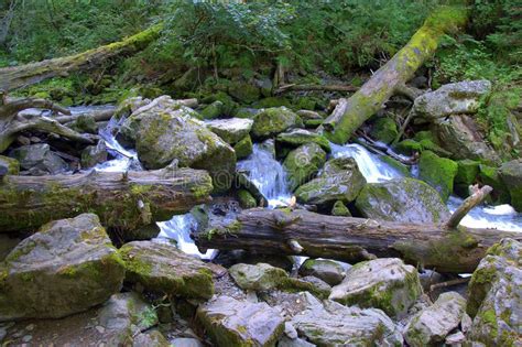 Mountain River Flowing Through The Forest Breaking Through Stones And