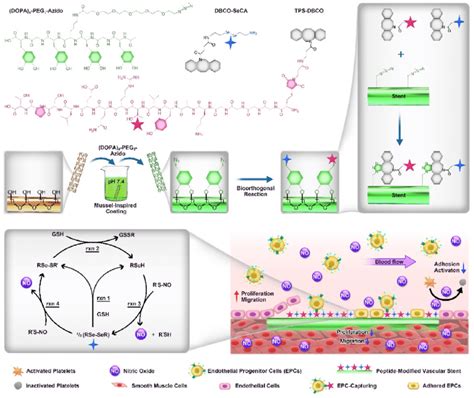 A Structural Formula Of The Clickable Mussel Inspired Peptide Download Scientific Diagram