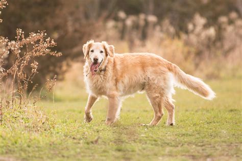 Golden Retriever Dog Grooming Guide Groomers