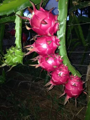 Pitaya Casca Vermelha Polpa Branca Mudas Produz Em Um Ano Venda Em