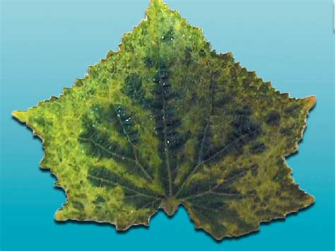 Мозаика огурца - AgroFlora.ru