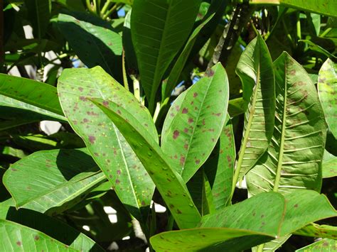 Plumeria Powdery Mildew Scot Nelson Flickr