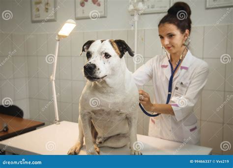 Female Veterinarian with Dog at Vet Clinic Stock Image - Image of domestic, closeup: 99466337