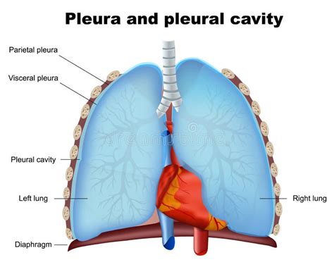 Lung Pleura And Pleural Cavity Stock Vector Illustration Of Organ