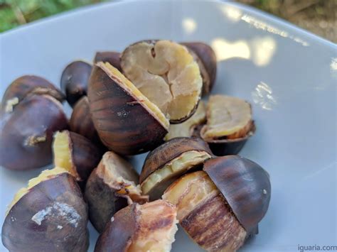 Como Cozer Castanhas Iguaria Receita e Culinária