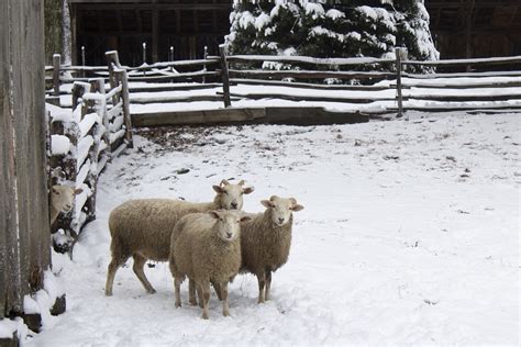 Sheep Winter Snow - Free photo on Pixabay