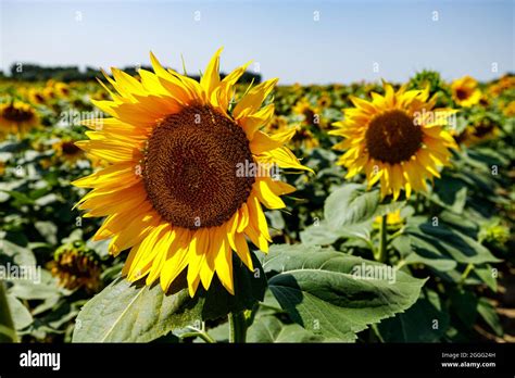 A Field Of Blooming Sunflowers Stock Photo Alamy