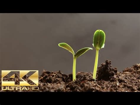 Plant Time Lapse The Most Stunning Time Lapse - 1 Minute - 1080P HD ...