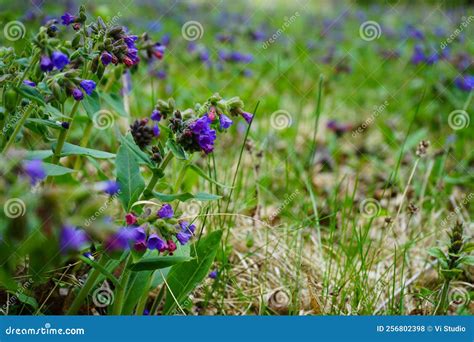 Blue And Pink Flowers Or Suffolk Lungwort Pulmonaria Obscura In The