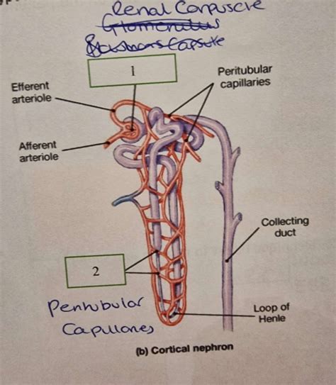 Peritubular Capillaries Diagram