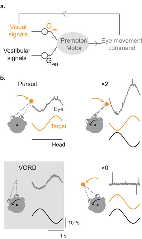 Control Of Smooth Eye Movements By Visual And Vestibular Stimuli