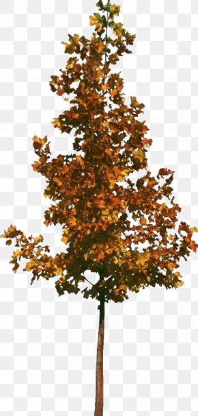 Leaf Tree Texture Mapping Blender, PNG, 512x512px, 3d Computer Graphics, Leaf, Blender, Color ...