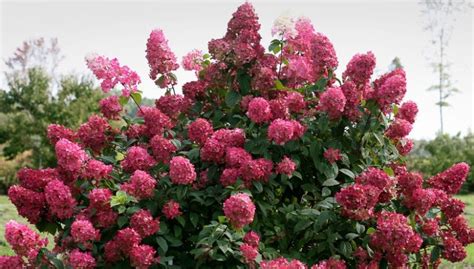 Метельчатая гортензия. Топ 10 лучших сортов. Фото и описание.