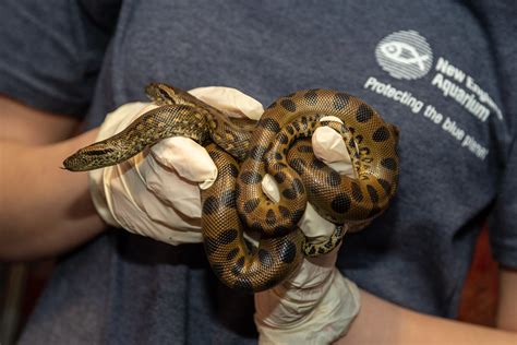 Rare Birth Brings Baby Anacondas To New England Aquarium Flickr